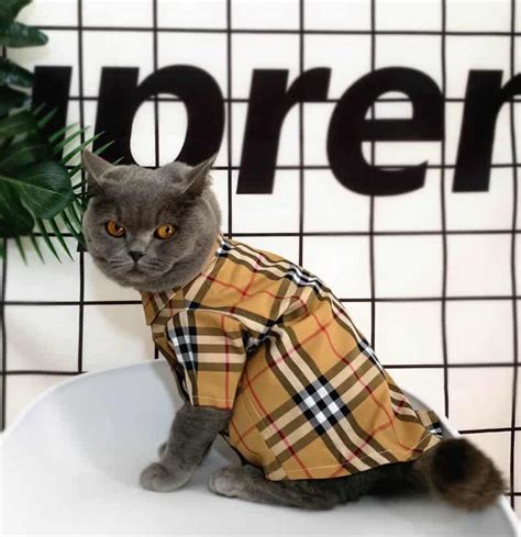 burberry dog shirt|authentic burberry shirt.